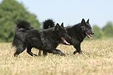 SCHIPPERKE 130